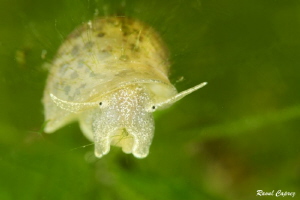 Eating time - tiny freshwater snail by Raoul Caprez 